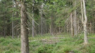 Ölü ağaçlar. CO2 ve So2 emisyon. Hava kirliliği