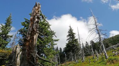 Ölü ağaçlar. CO2 ve So2 emisyon. Hava kirliliği