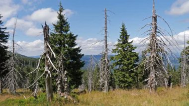 Hava kirliliği. Ölü ağaçlar. CO2 ve So2 emisyon.