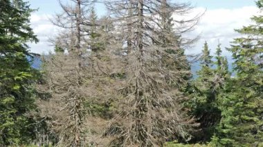 Hava kirliliği. Ölü ağaçlar. CO2 ve So2