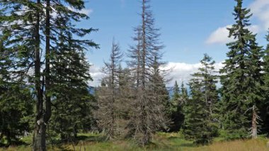 Ölü ağaçlar. CO2 ve So2 emisyon. Hava kirliliği