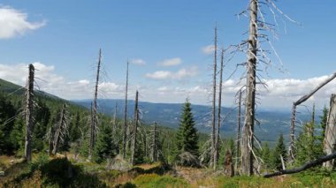 Hava kirliliği. Ölü ağaçlar. CO2 ve So2 emisyon.