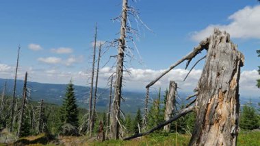 Hava kirliliği. Ölü ağaçlar. CO2 ve So2 emisyon.