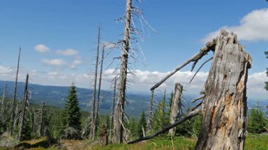 Hava kirliliği. Ölü ağaçlar. CO2 ve So2 emisyon