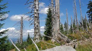 Hava kirliliği. Ölü ağaçlar. CO2 ve So2 emisyon.