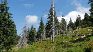 Ölü ağaçlar. CO2 ve So2 emisyon. Hava kirliliği.