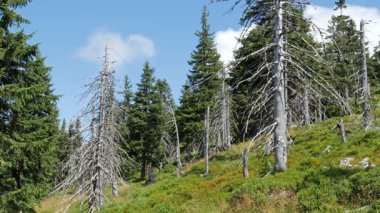 Ölü ağaçlar. CO2 ve So2 emisyon. Hava kirliliği