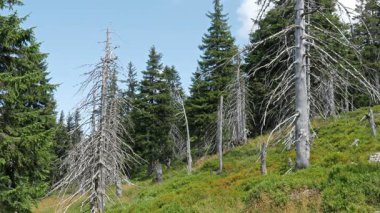 Ölü ağaçlar. Hava kirliliği. Co2 ve So2 emisyonu.