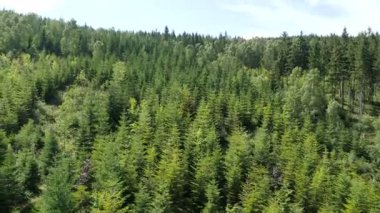 Ormanın üzerinde uçan. Doğa manzara.