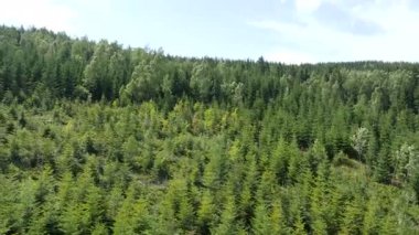 Ormanın üzerinde uçan. Doğa manzara.