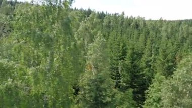 Ormanın üzerinde uçan. Doğa manzara.