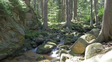 Bir derede temiz su ile vahşi orman