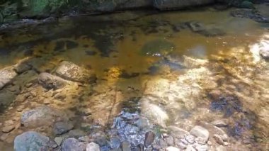 Ses ile bir ormandaki saf akan su akışı