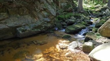 Ormandaki saf, temiz su akıntısı, sesle.