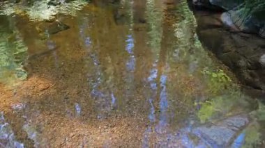 Orman deresinde temiz su, sesle.