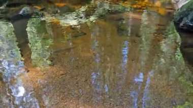 Orman deresinde temiz su, sesle.