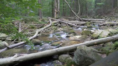 Vahşi doğa. Bir ormandaki nehir dağ. Karkonoski Milli Parkı, Polonya