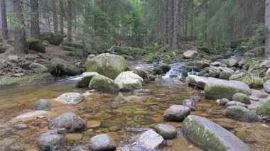 Vahşi bir dağ ormanında, temiz bir suyla birlikte dere.