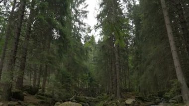 Vahşi dağ orman bir Brook saf su ile