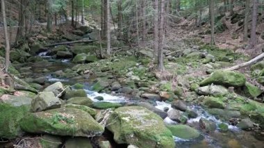 Ormanda akan suyu olan güzel bir dağ nehri.