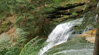 Bir vahşi ormanda akan su