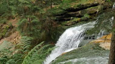 Bir vahşi ormanda akan su