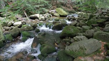 Bir dağ nehir akan su. Doğa manzara