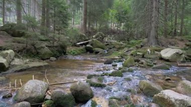 Vahşi dağ orman bir Brook saf su ile