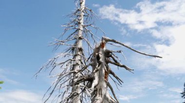 Hava kirliliği. Ölü ağaçlar. CO2 ve So2 emisyon