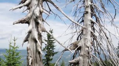 Ölü ağaçlar. Hava kirliliği. Co2 ve So2 emisyonu.