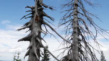 Hava kirliliği. Ölü ağaçlar. CO2 ve So2 emisyon