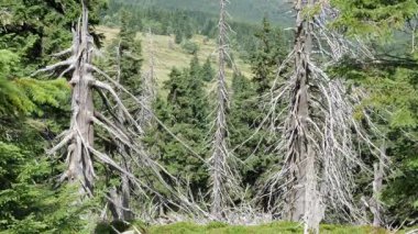 Ölü ağaçlar. Hava kirliliği. Co2 ve So2 emisyonu.