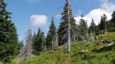 Ölü ağaçlar. Co2 ve So2 salınımı. Hava kirliliği. Zoomin çekim