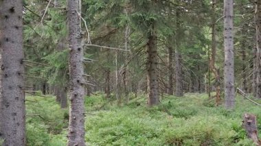 Ormandaki ölü ağaçlar. Hava kirliliği. CO2 ve So2 emisyonu.
