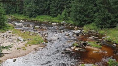 Dağ nehri, akan bir suyla çevrili bir yağmur sırasında ormanla.
