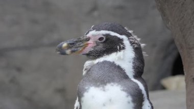 Humboldt penguenler portre, spheniscus humboldti. Closeup çekim
