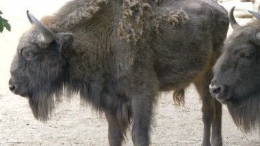 Avrupalı bizonlar. Bizon bonasus bonasus. Bozkır bizonu.