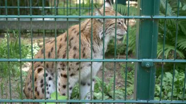 Lynx hayvanat bahçesindeki bir kafeste. Vahşi hayvanlar esaret içinde
