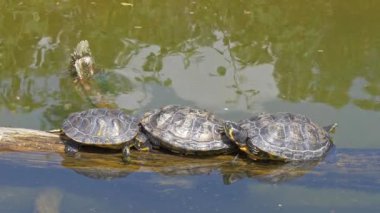 Kırmızı kulaklı kaymak kaplumbağalar havuzda. Trachemys Scripta Elegans