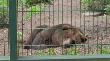Kayıtsız, üzgün boz ayı Hayvanat Bahçesi'nde. Vahşi hayvanlar esaret içinde. Ursus arctos