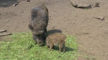Yaban domuzları yiyor, Sus scrofa