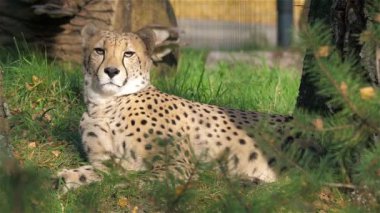Çita. Latince adı: Acinonyx jubatus 