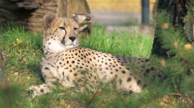 Çita. Acinonyx jubatus 6