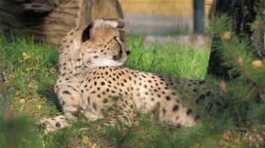 Çita. Acinonyx jubatus 7