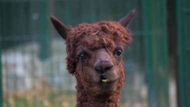 Bir alpaka (Vicugna Paços) portre 