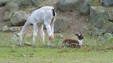 Genç, bebek alpaka ve büyük bir polar (yün tıraş)