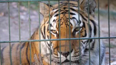 Sibirya kaplanı (Panthera tigris altaica demir parmaklıklar ardında).