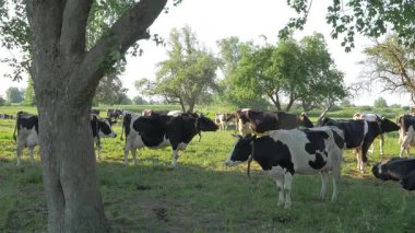 Otlaktaki süt. Çiftlik hayvanları