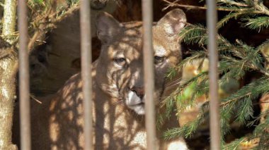 Puma, puma (Puma concolor) bir kafes içinde