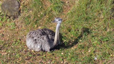 Büyük rhea (Rhea americana). Ortak Rhea